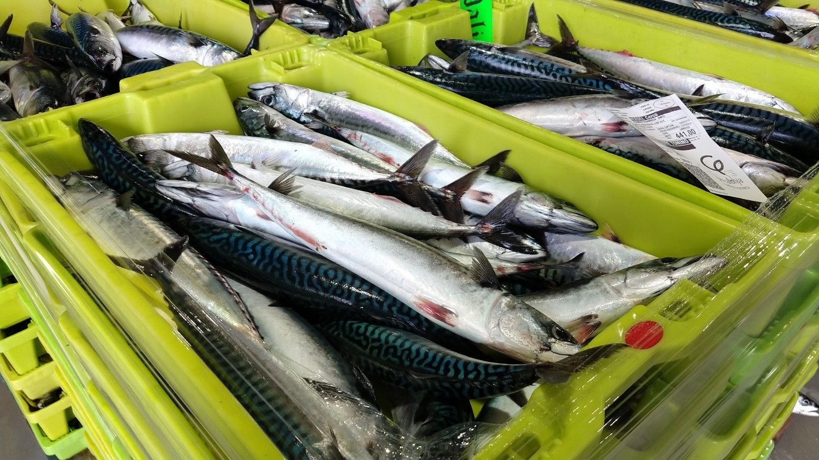 (Foto de ARCHIVO)

Caballa o verdel



REMITIDA / HANDOUT por DELEGACIÓN

Fotografía remitida a medios de comunicación exclusivamente para ilustrar la noticia a la que hace referencia la imagen, y citando la procedencia de la imagen en la firma

16/2/2021