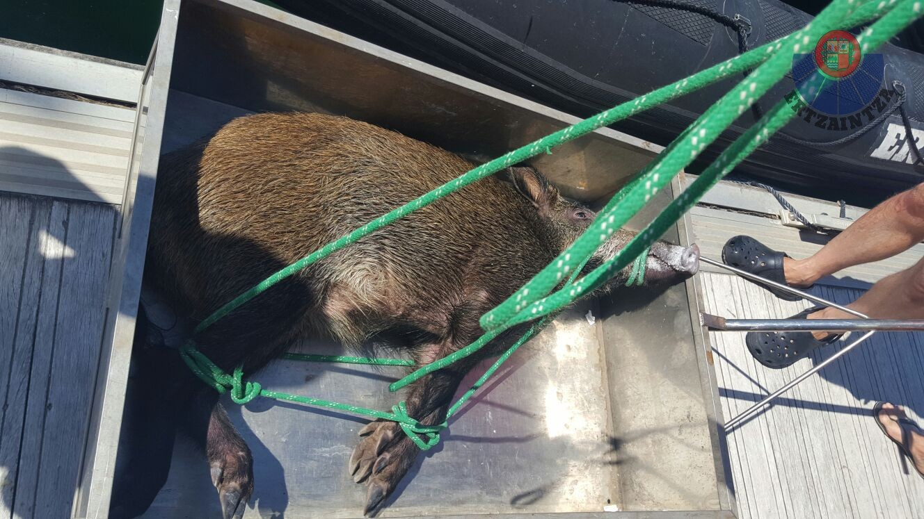 Basurde Jabalí - Ertzaintza