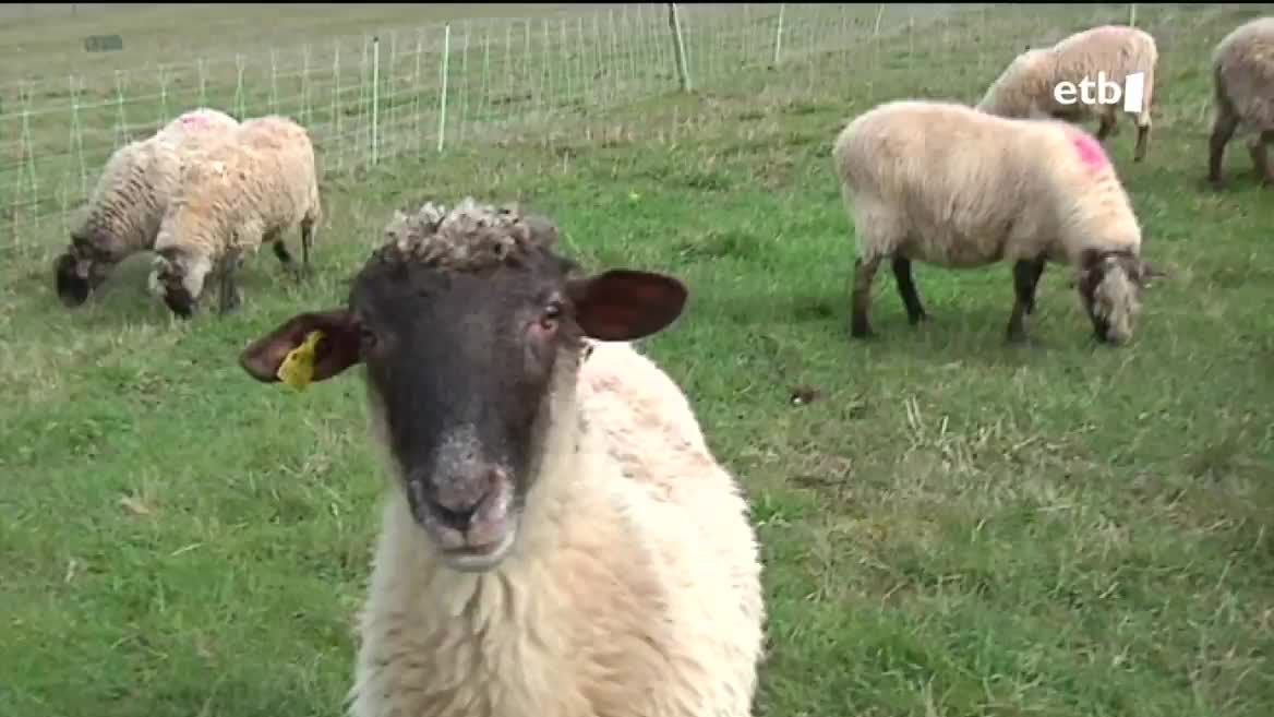 Ardia. EITB Mediaren bideo batetik ateratako irudia.