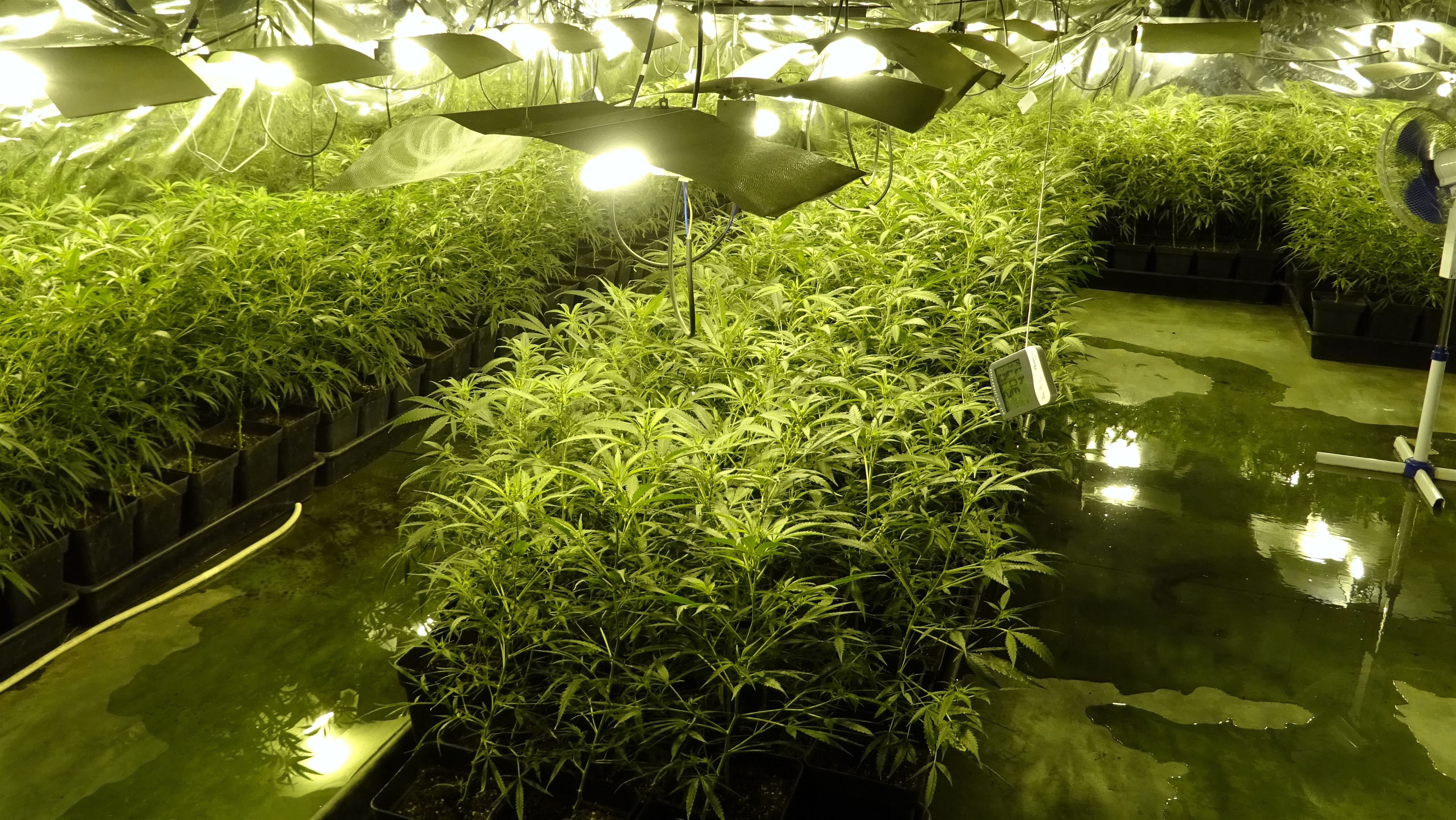 Plantación de marihuana en Trapagaran. Foto: Ertzaintza