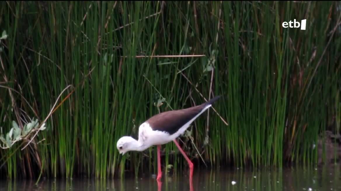 Hegazti bat Urdaibain. EITB Mediaren bideo batetik ateratako irudia.