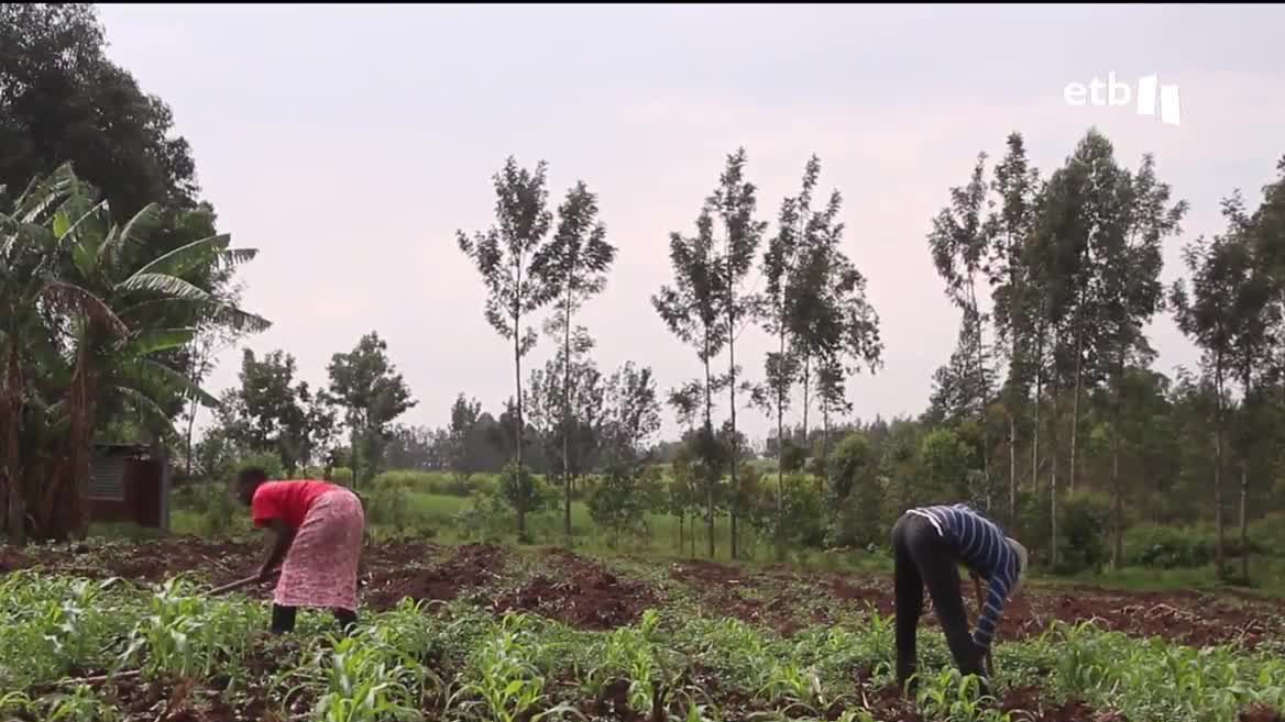 Agricultura sostenible