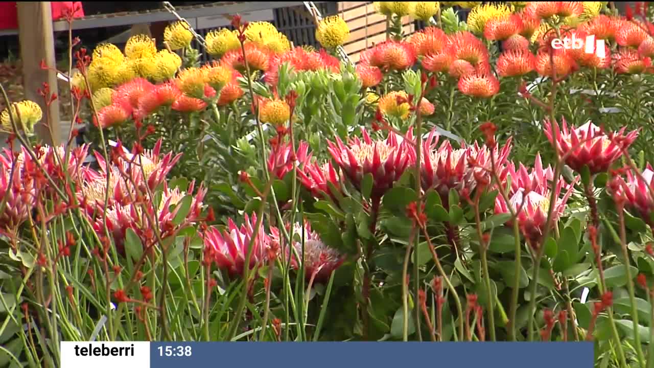 Tras dos años de parón, coleccionistas y amantes de las plantas se han dado cita este fin de semana en la 18º Feria de Plantas de Colección de Iturraran que se está celebrado en el parque Pagoeta. Un total de 45 viveros exponen sus mejores ejemplares.