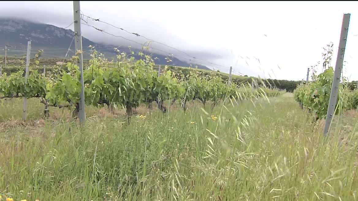 Mahastiak. EITB Mediaren bideo batetik ateratako irudia.