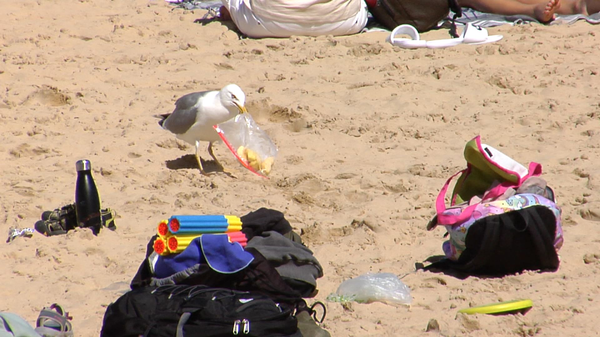 Kaioak, hondartzetan, janari bila, gero eta hurbilago