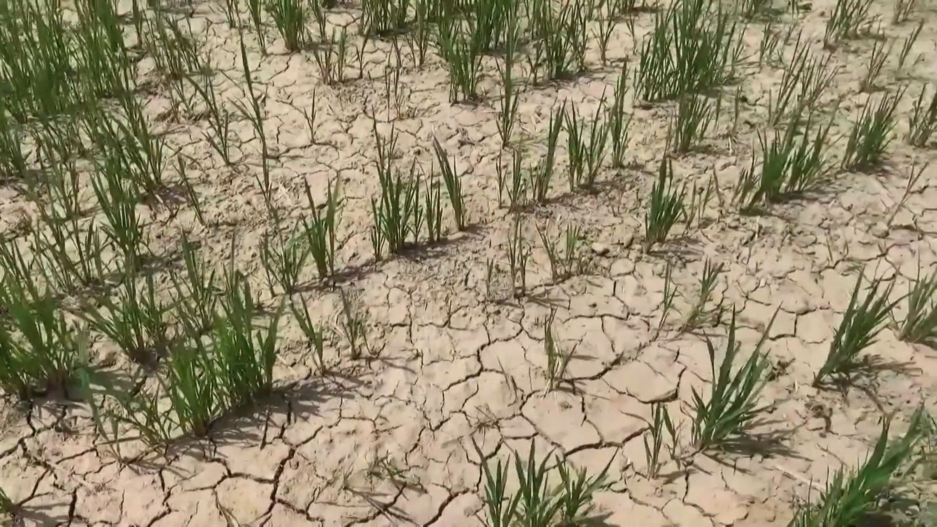 Tierra seca en Italia. Imagen obtenida de un vídeo de Agencias.