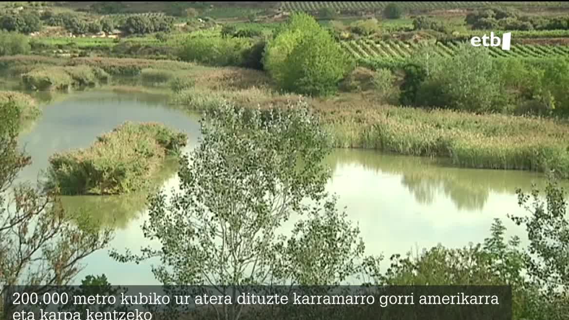 Asmoa da udazkenean betetzea berriro aintzira; aingira, tenka eta beste espezie autoktono batzuk sartuko dituzte bertan.