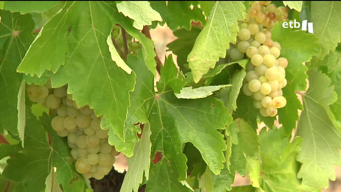Las olas de calor y sequías que hemos vivido este verano han adelantado muchas cosechas, entre ellas, la de la uva. En Navarra y Álava, por ejemplo, ya se ha comenzado a recoger la uva blanca.