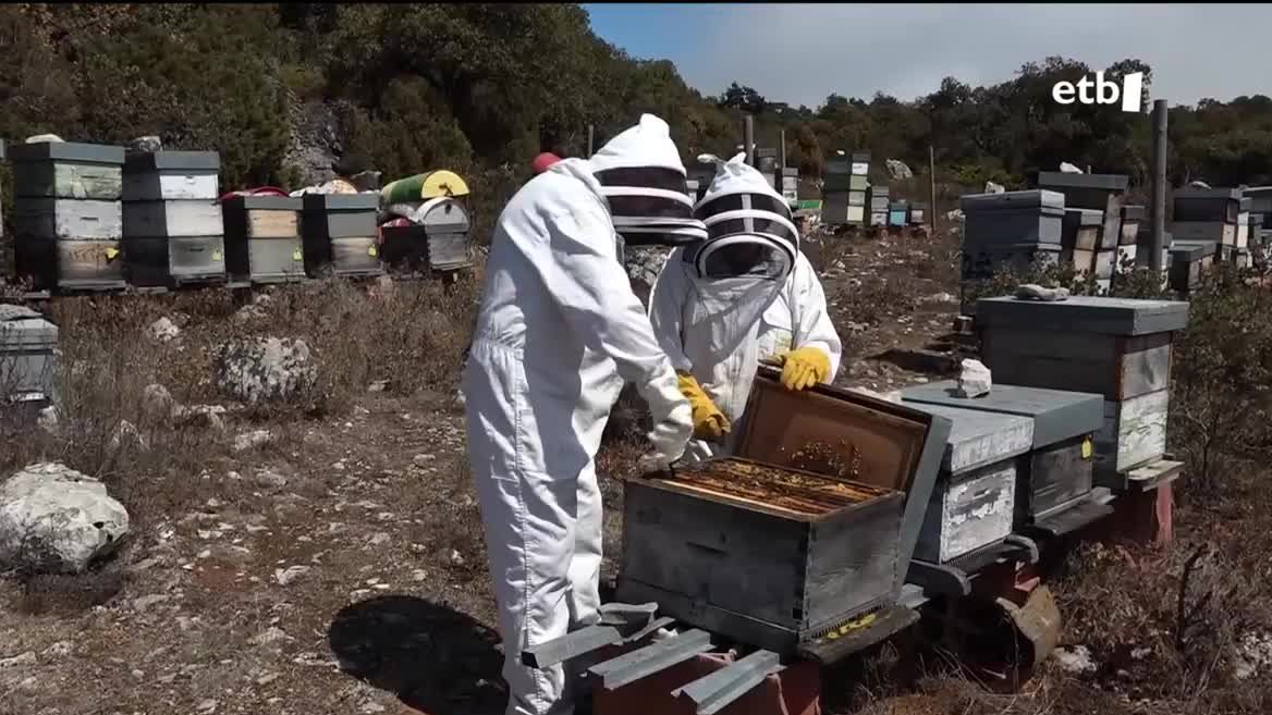 Ganera, bertako eltxo espezieei aurtengoa baino uda epelagoa eta hezeagoa komeni zaie ugalketarako.