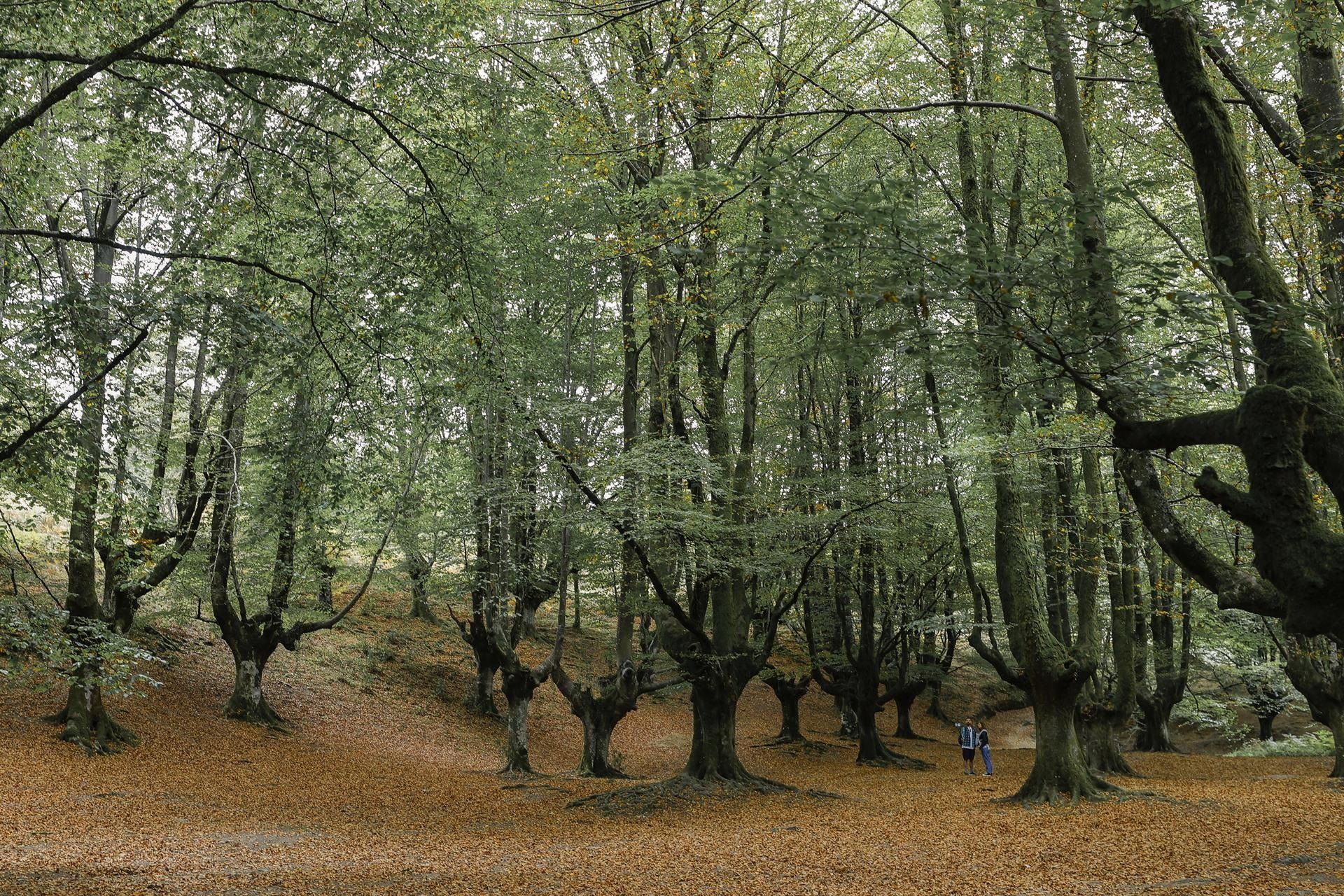 Bosque Otzarreta