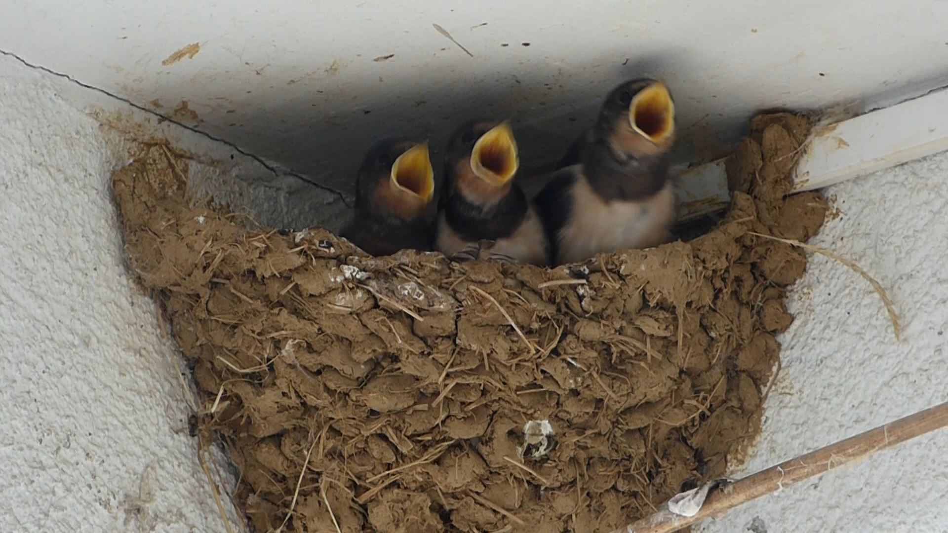 Primer atlas de aves de Euskadi, de Aranzadi. Una foto fija de los pájaros que viven entre nosotros