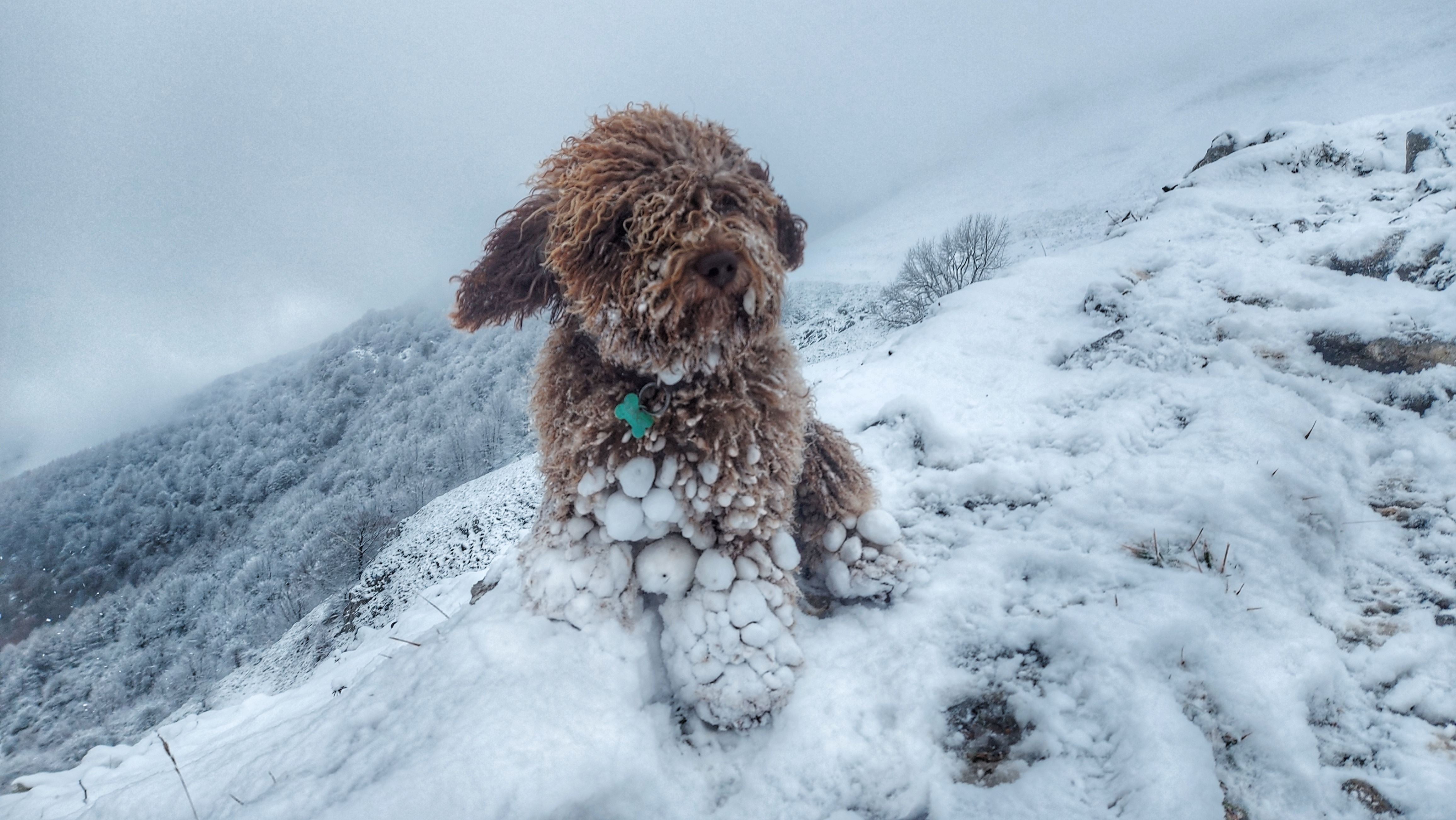 Cachorro entre la nieve, en Legazpi. Foto: Aitor Agirrezabal