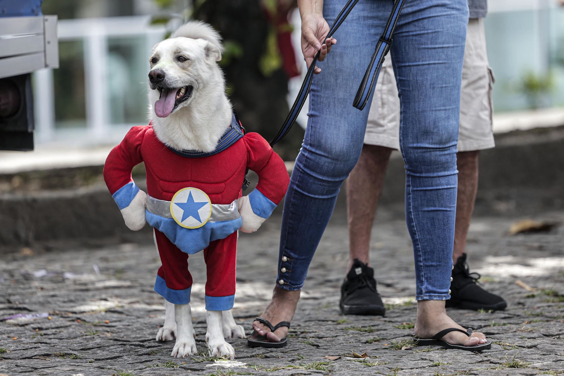 Carnaval-perros-Rio-de-Janeiro-Brasil-EFE