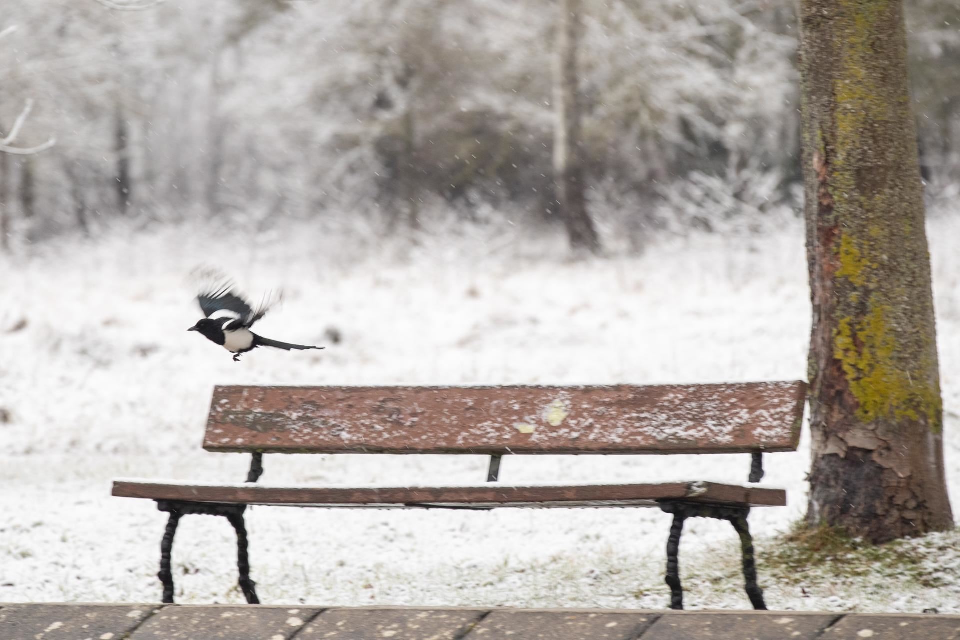 Negua Elurra Gasteiz nieve Vitoria invierno