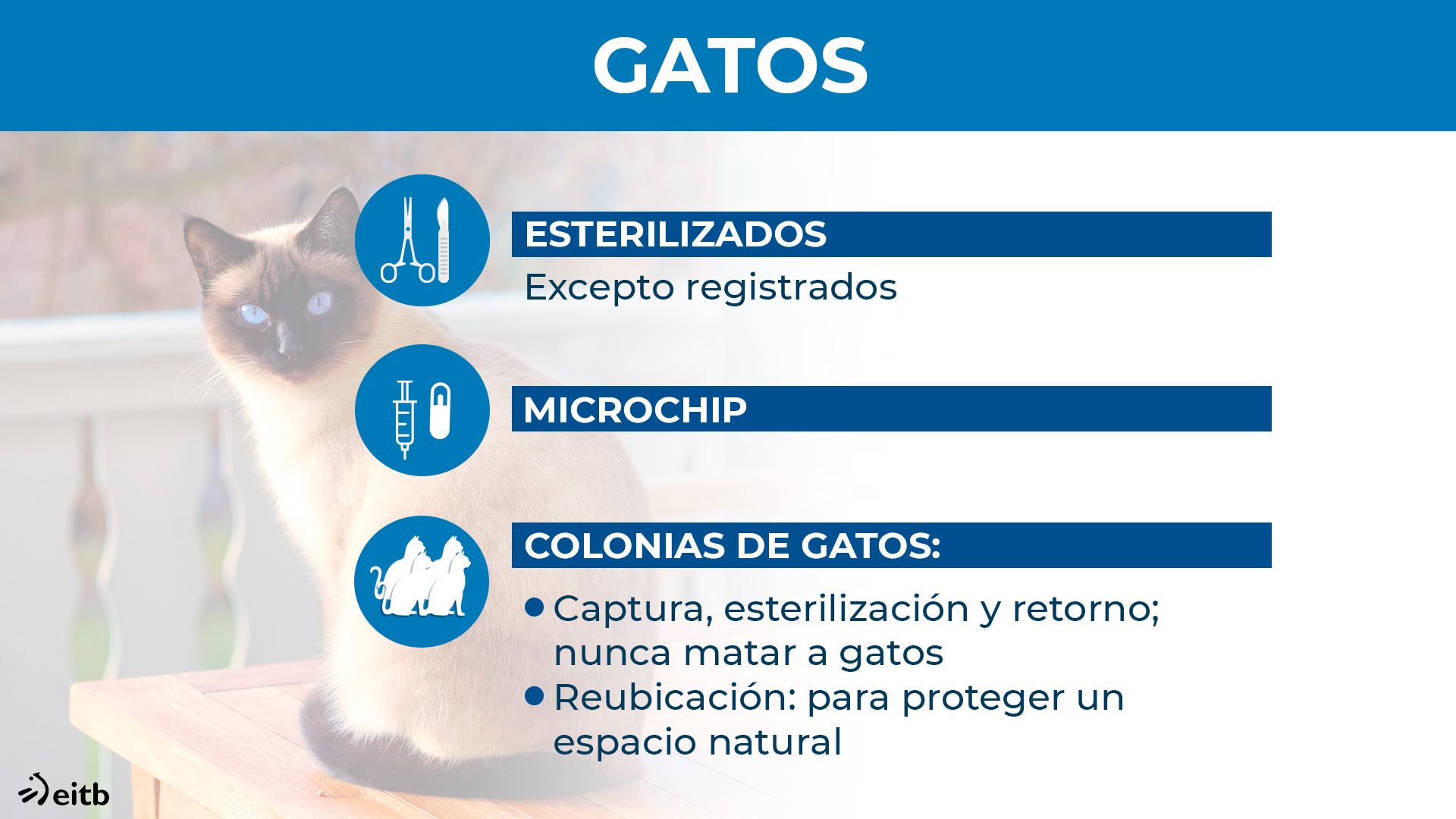 dls_animaliak_gatos_es