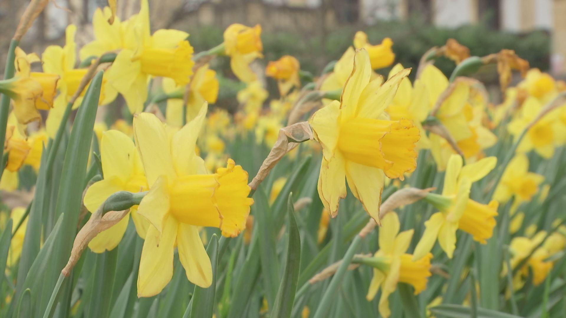 20230318100739_narcisos-donostia_