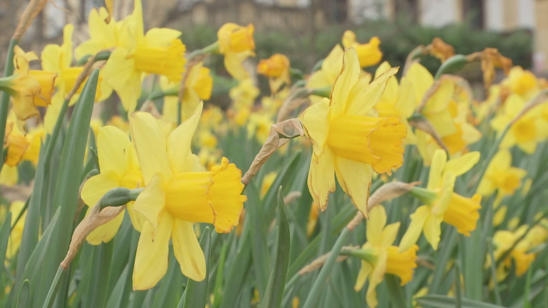 20230318101901_narcisos_