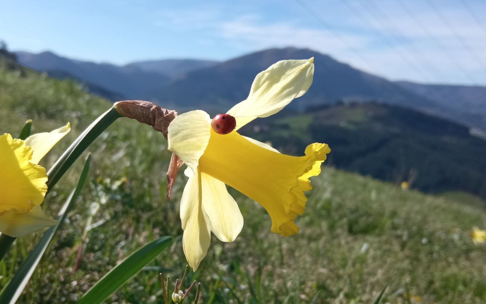 Udaberria