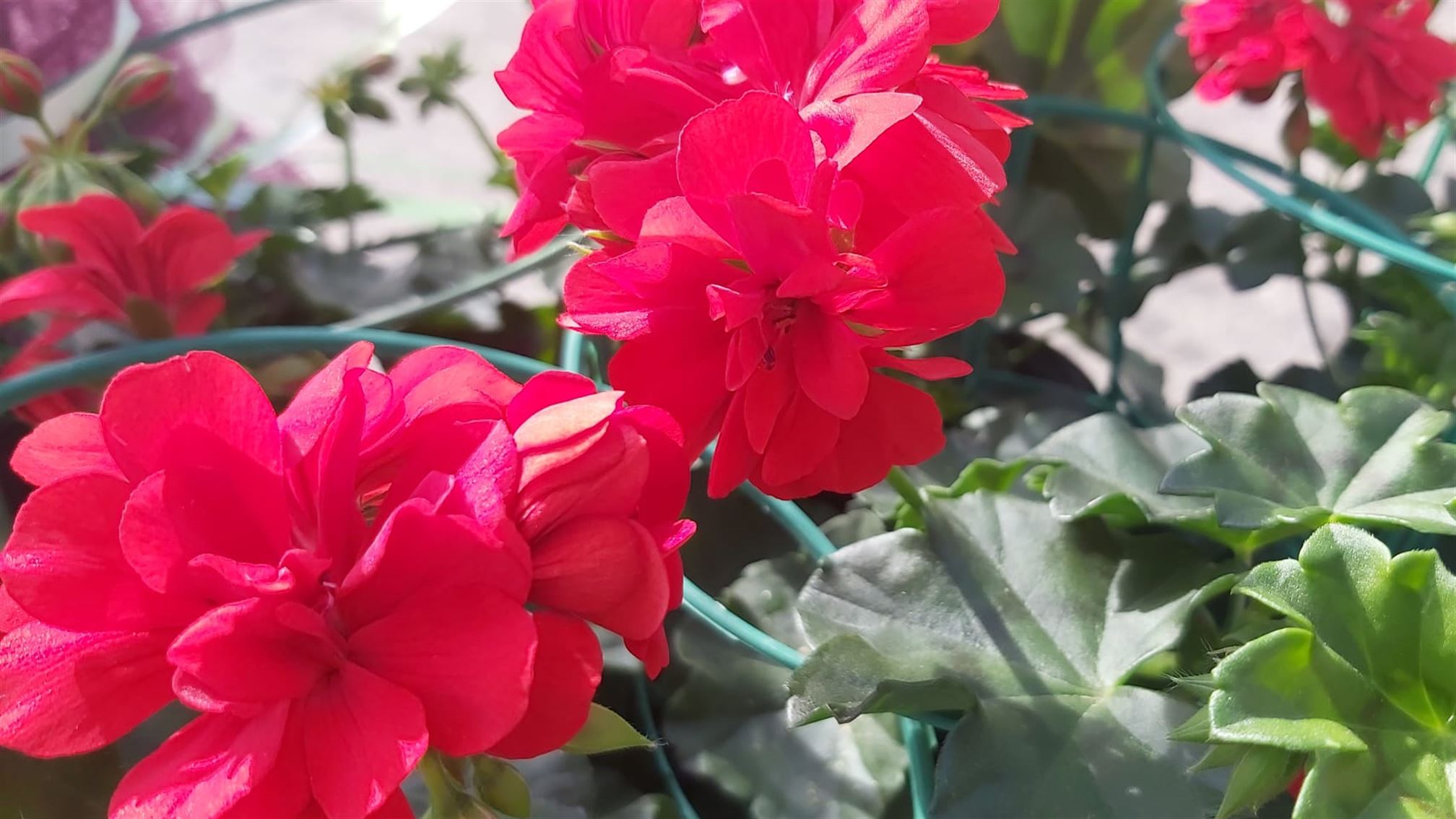 Llega la primavera. Foto: EITB Media