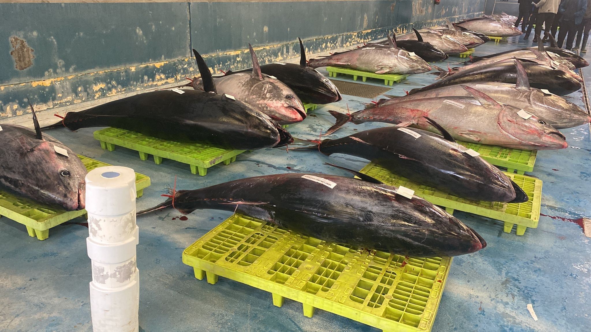 Bonito hegaluzea Pasaia