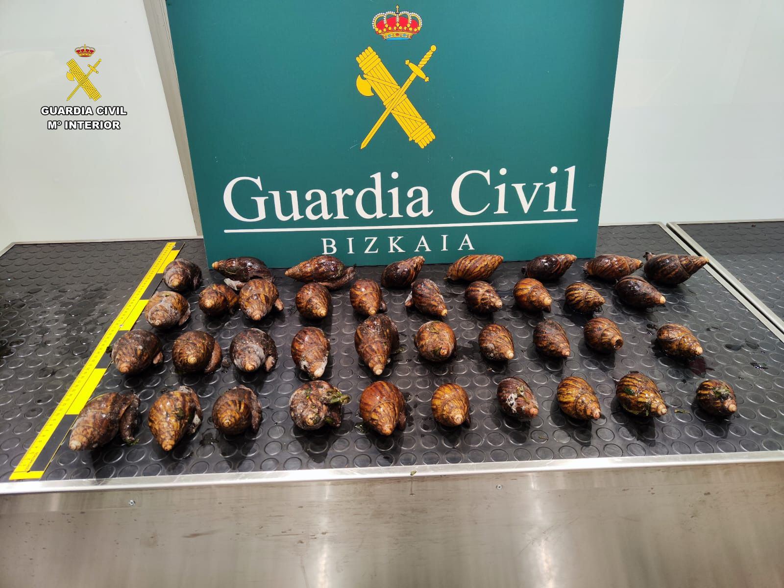 caracoles-gigantes-africanos-guardia-civil-bizkaia