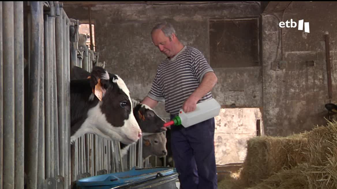 Desde el pasado otoño a los baserritarras les pagan 60 céntimos de euro por litro de leche. El incremento ha sido considerable, del 50 %; aun así, necesario, ya que llevaban dos años produciendo a pérdidas.