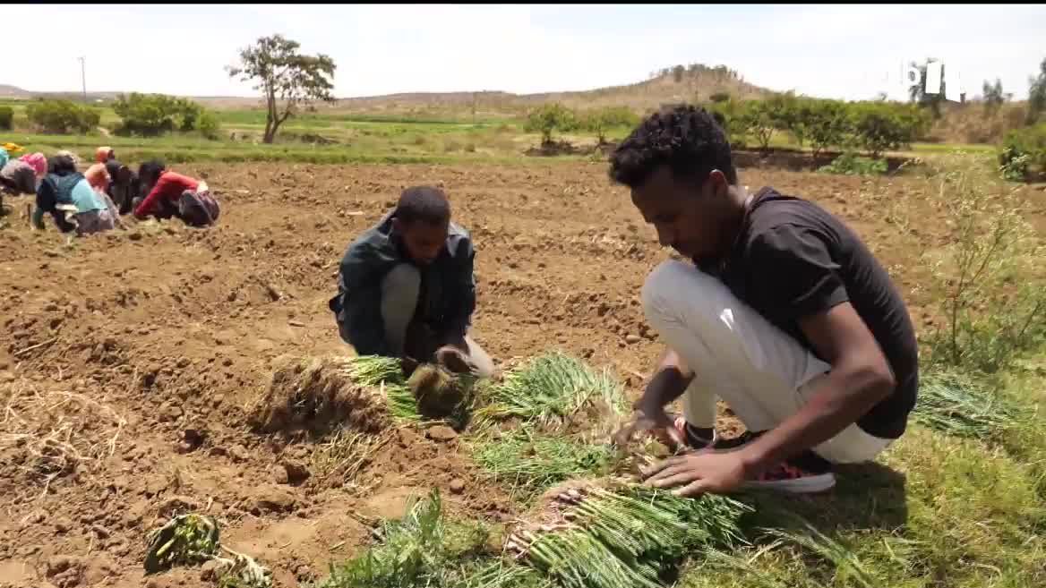 La guerra ha dejado muchas heridas abiertas en la economía casi de supervivencia de sus habitantes. Ahora, los habitantes deTigray (Etiopía) preparan la tierra con la esperanza de que vuelva a llover.