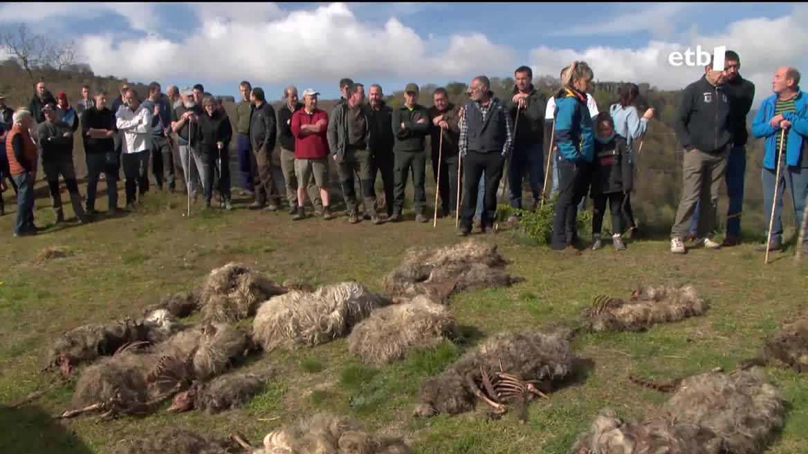 Salatu dute otsoen erasoak etengabeak direla, urtebetean 100dik gora abelburu hil dizkietela. Horregatik, 150 lagun elkartu dira, taldeetan banatuta, zarata eginez, armarik erabili gabe, animaliak izutzeko.