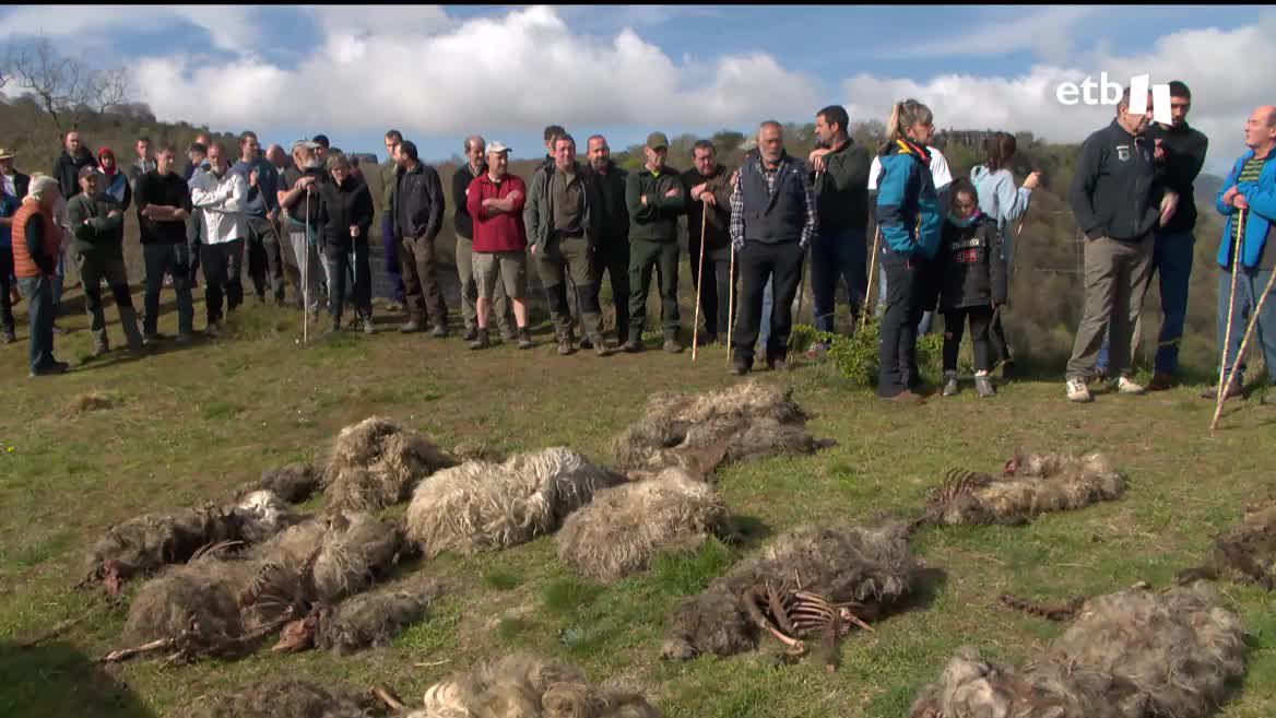 Denuncian que los ataques de los lobos son constantes, que en el último año han muerto más de 100 cabezas de ganado. Por ello, se han juntado más de 150 personas, repartidas en grupos, para espantar a los animales sin usar armas.