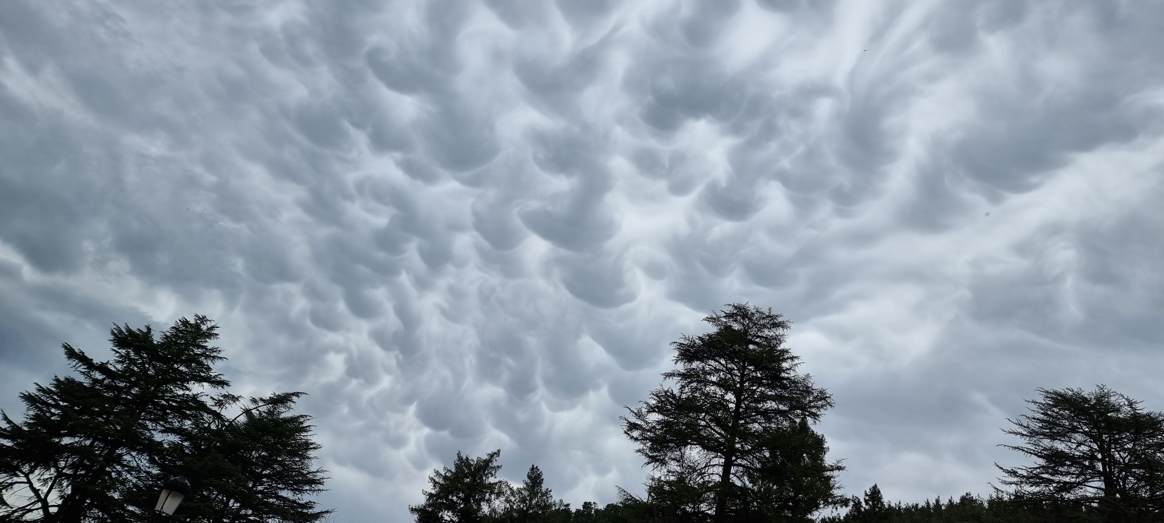 MAMMATUS HODEIAK BERGARAN