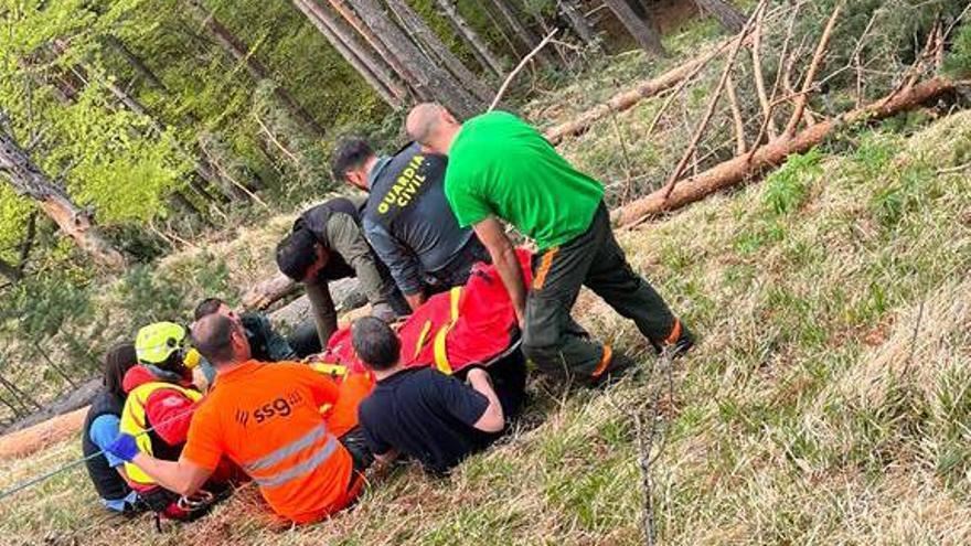 Langile bat larri zauritu da Izaban, zuhaitz bat gainera erorita