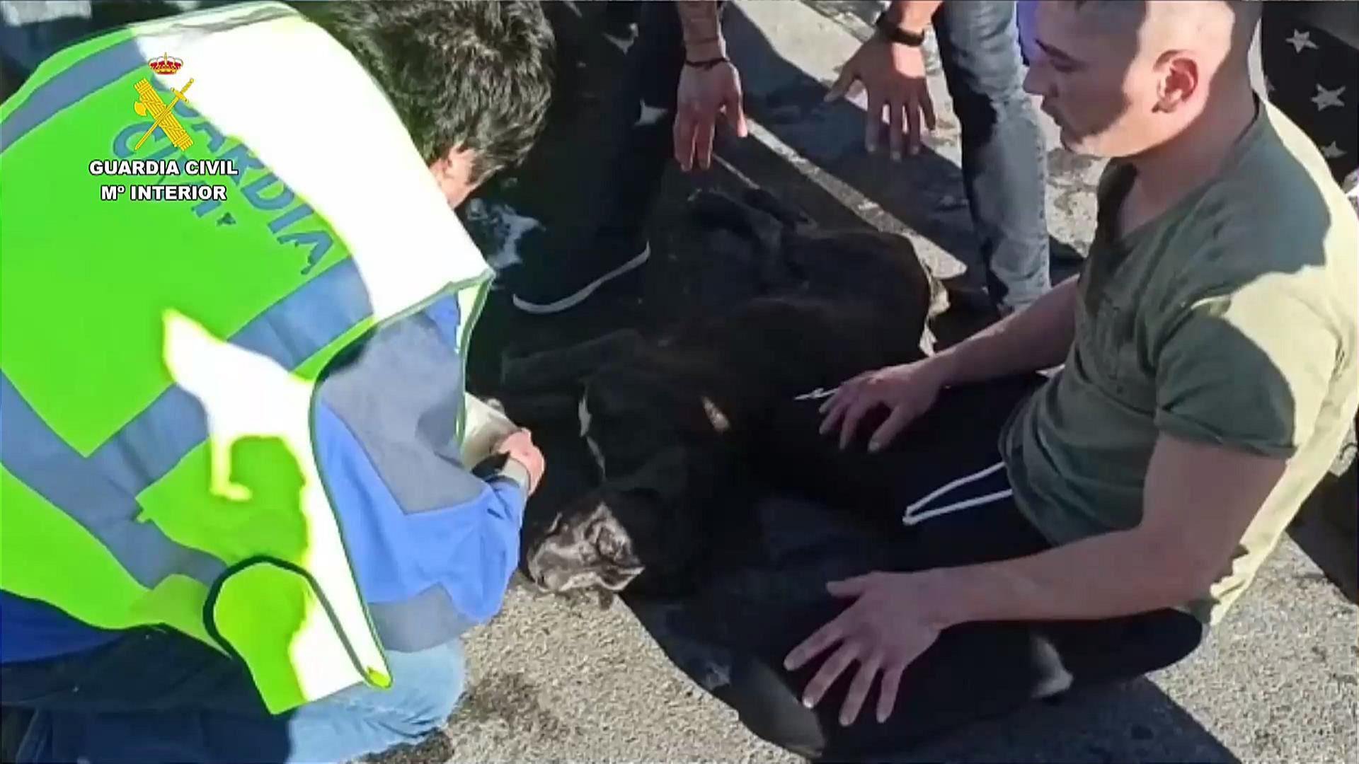 rescate-perros-maletero-guardia-civil_1920x1080
