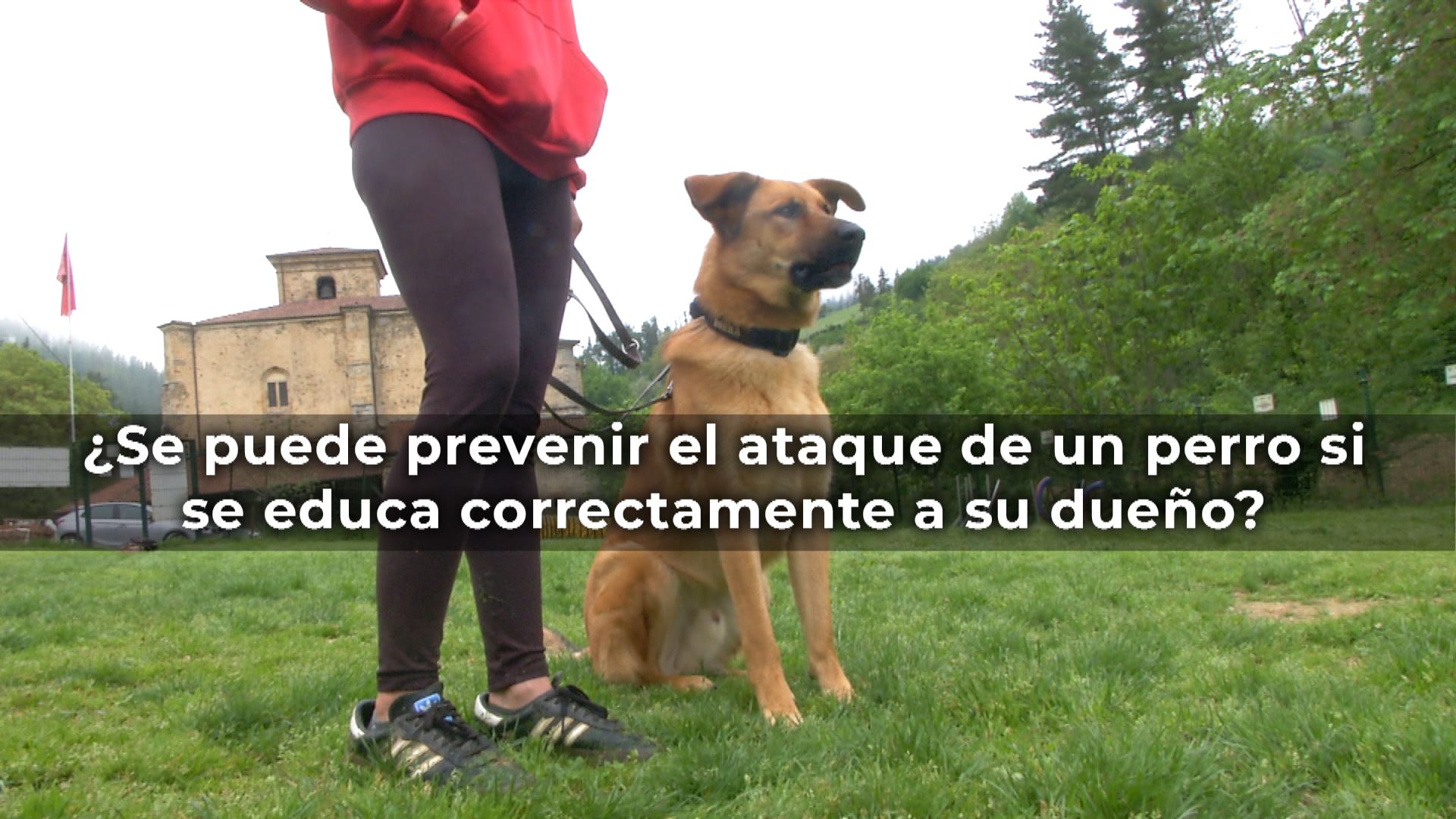 beasain, xabi arrese, instructor canino, perros,
