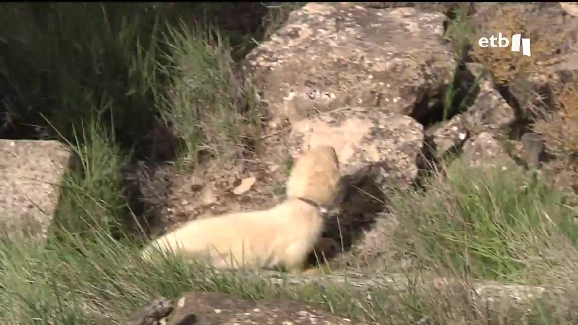 La plaga de conejos está tirando por la borda el trabajo de cientos de agricultores de Rioja Alavesa. Destrozan las viñas, se comen los brotes y están provocando grandes pérdidas económicas a quienes viven de ello. Para intentar controlarlo, se ha permitido la caza del conejo con ayuda de hurones.
