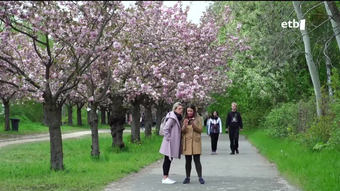 Berlinen, negu luzearen ostean, udaberriak eztanda egin du eta horren sinbolo dira hiri guztian zehar loratu diren gereziondoak. Jende ugari gerturatzen da bertara argazkiak ateratzera. Gainera, zuhaitz horiek balio berezia dute; izan ere, Japoniak milaka oparitu zizkion, harresia erori ostean.