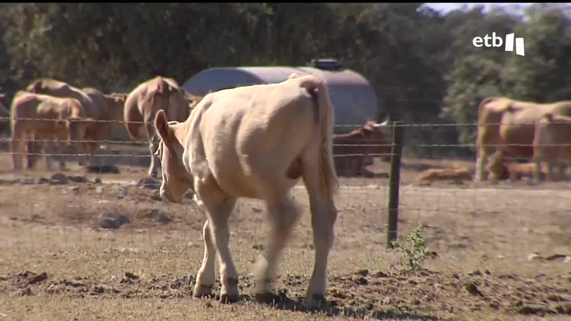Hay zonas donde no ha precipitado en más de 100 días, y los ganaderos y agricultores están especialmente preocupados. ETB realizará un especial seguimiento de varias zonas donde la sequía tiene mayor incidencia.
