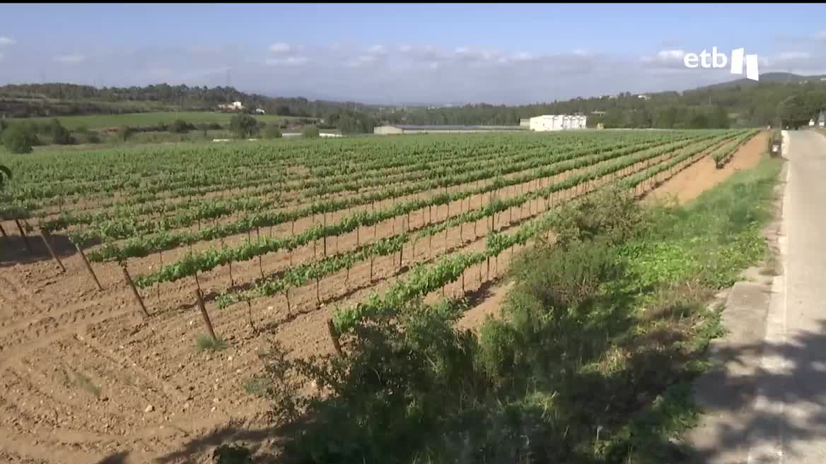 Si no llueve en abundancia los próximos días y semanas, en septiembre empezarán a aplicarse cortes de agua del grifo. Antes, sin embargo, los agricultores lo habrán perdido todo. Los sindicatos agrarios consideran insuficientes las ayudas aprobadas recientemente por el Gobierno español.