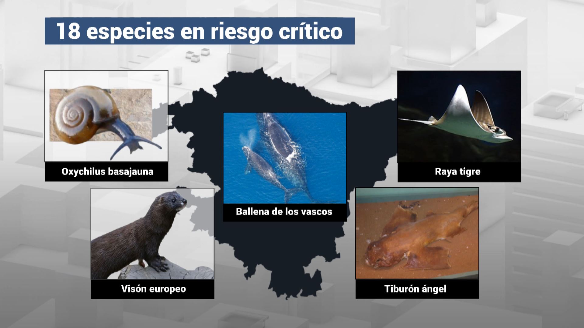 20230522171929_especies-en-riesgo_