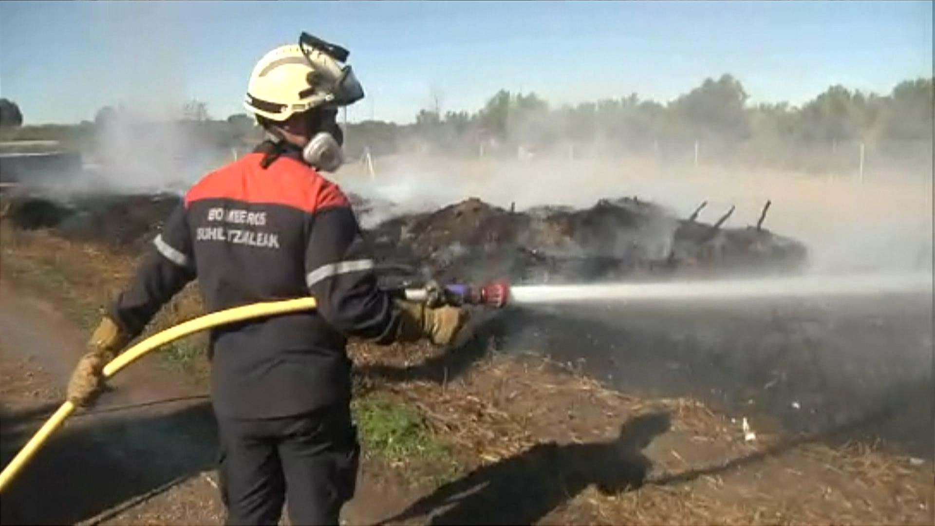 corella sutea incendio