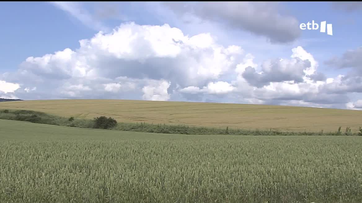 Las últimas precipitaciones mejoran las expectativas en regadío, pasto y forraje, si bien queda por ver con la recogida de coliflor, alcachofa y brócoli, entre otros productos de la Comunidad Foral, que se empiezan a cultivar en los meses de julio y agosto.