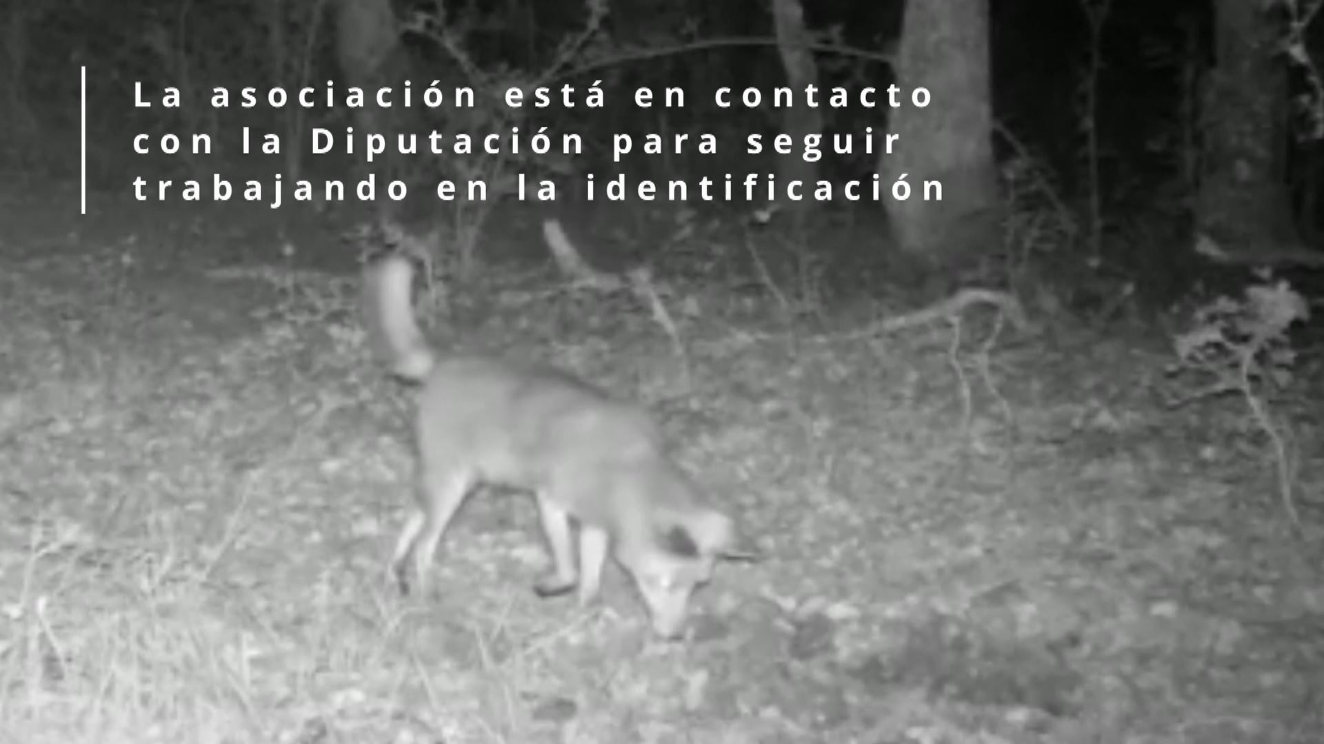 20230622190929_chacal-dorado_