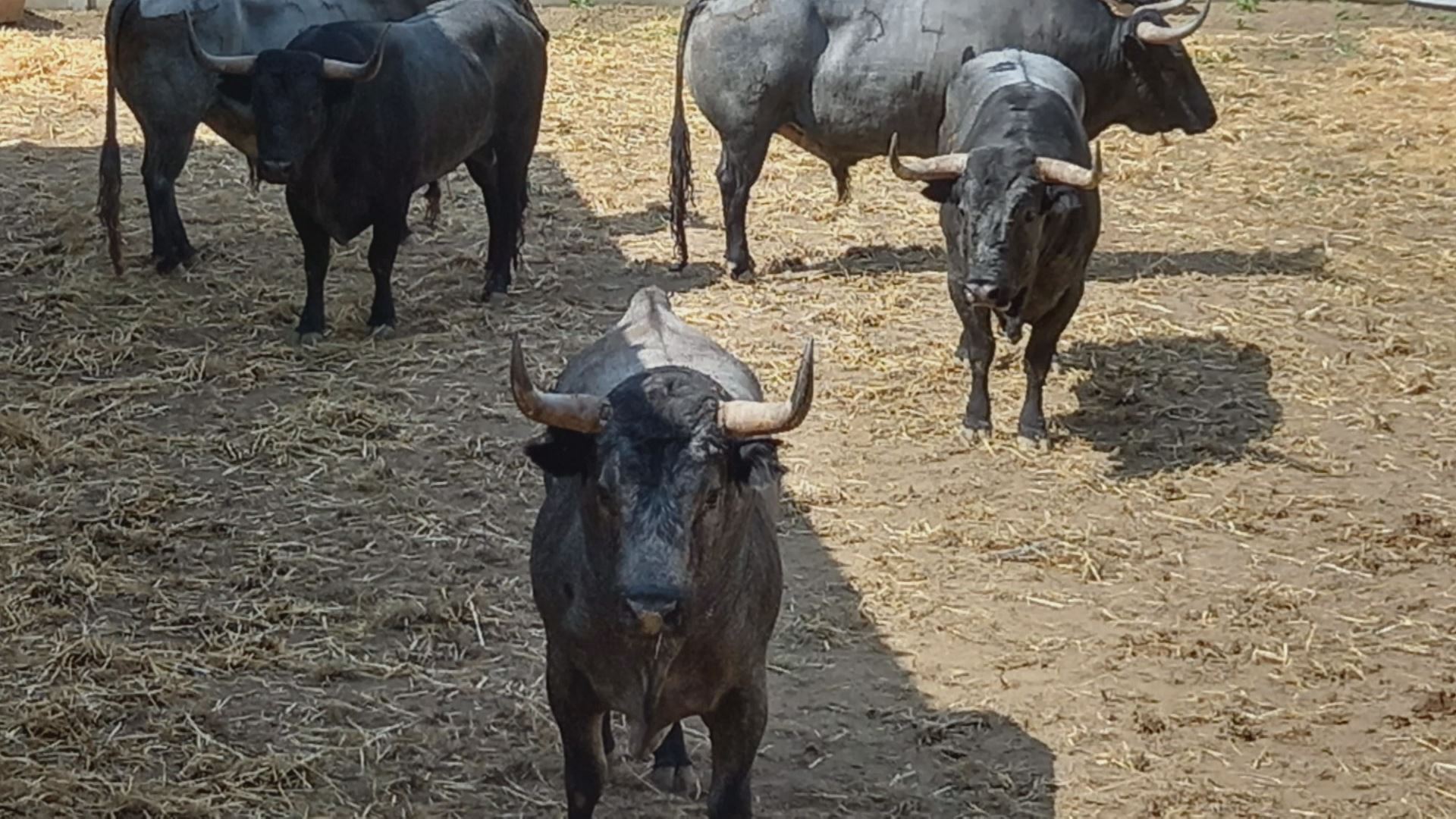 20230628115722_toros-san-fermin_