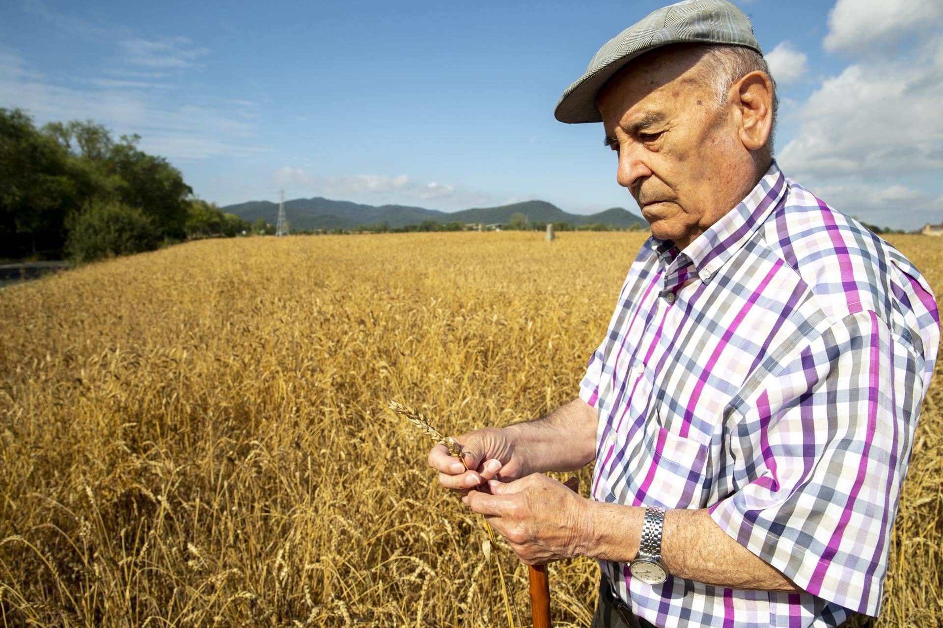 granizada-vitoria-danos-cereal-trigo gasteiz txingorra kalteak zereal uzta efe