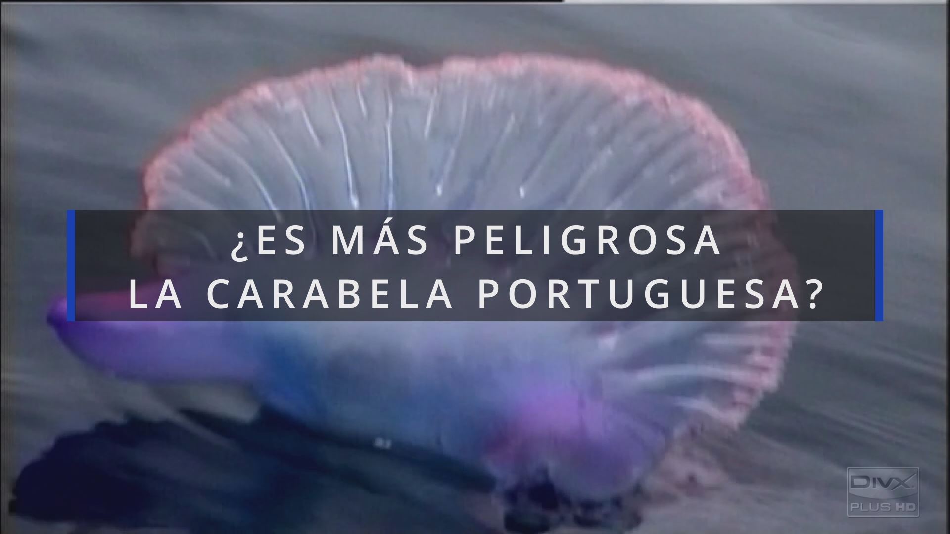 20230711154132_carabela-portuguesa_
