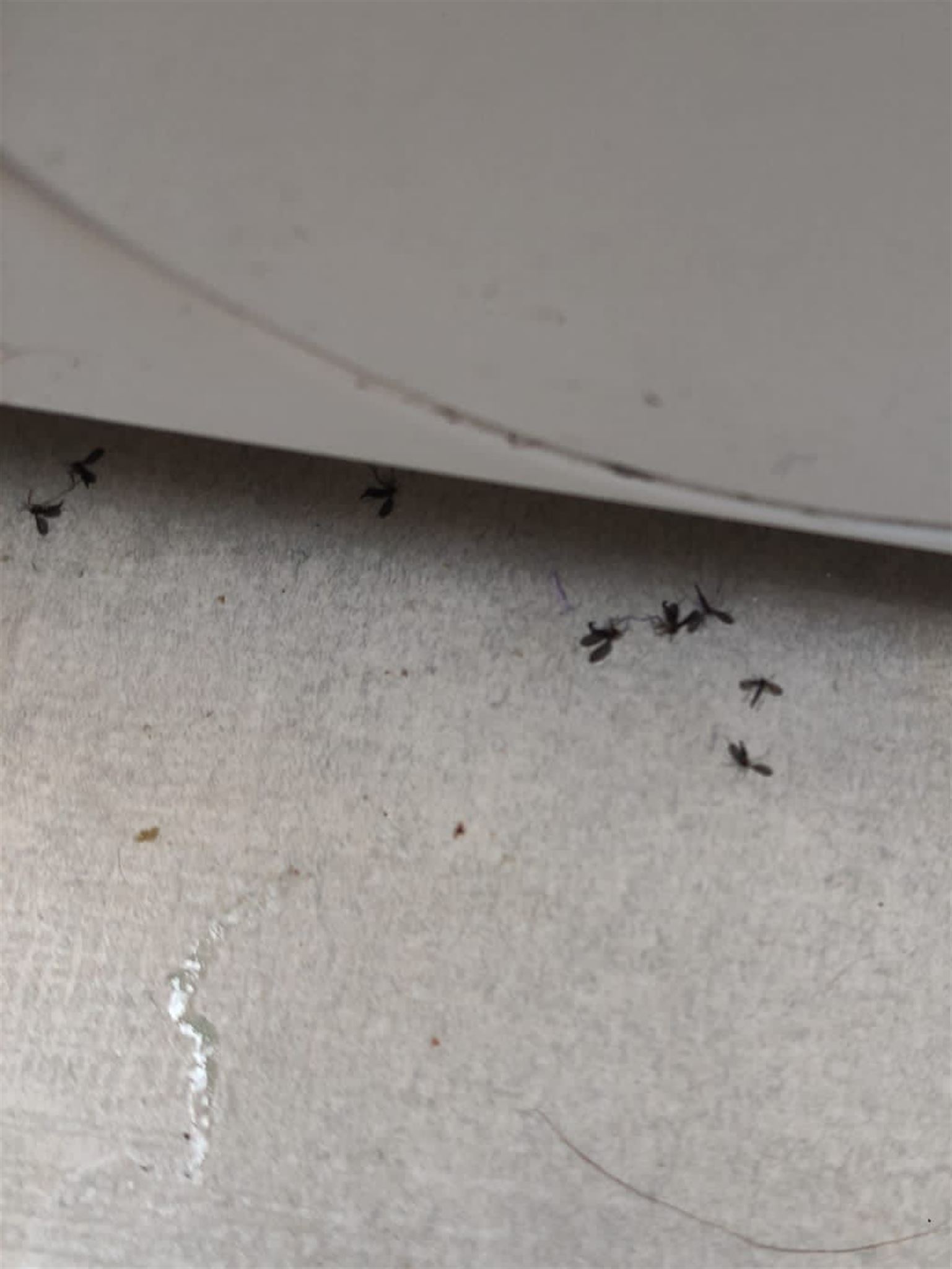 Mosquitos en Bilbao
