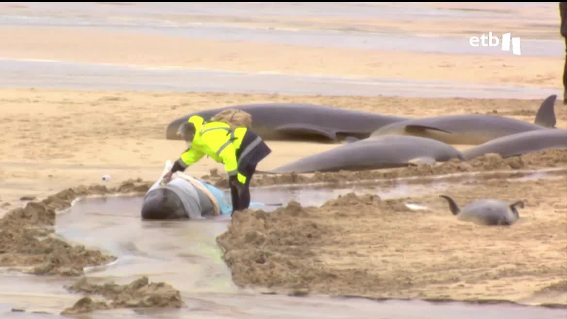 Servicios de rescate acudieron ayer a una playa de la isla de Lewis y trataron de reanimar a los ejemplares que aun respiraban, pero finalmente solo uno pudo ser rescatado. Este accidente se ha podido producir porque estas ballenas siguen a la ballena líder incluso a zonas peligrosas.