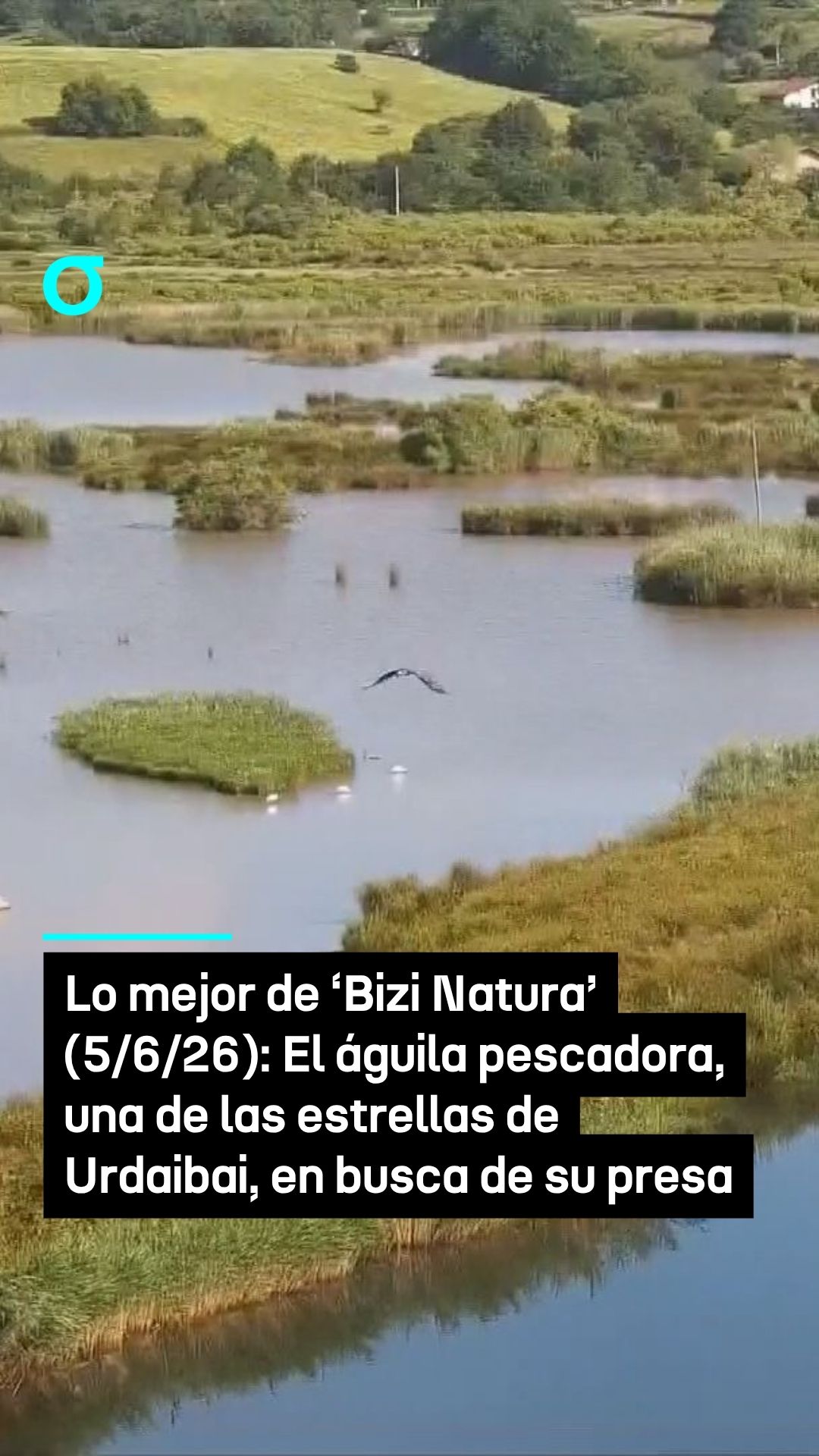 video feed poster